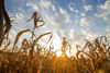 ANCA: Health risks brought by climate change