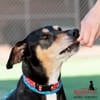 $96,000 donation made to Redlands Animal Shelter