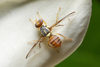 'We beat the fly': Redlands removed from oriental fruit fly quarantine